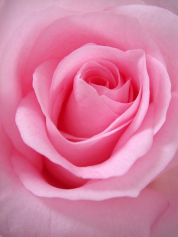 pink rose, rose, petals Wallpaper 1620x2160