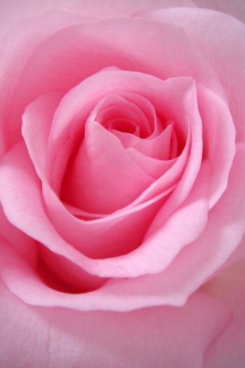 pink rose, rose, petals Wallpaper 640x960