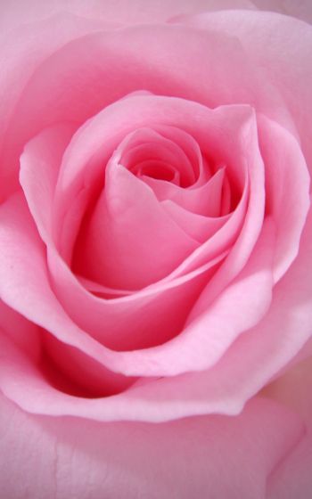 pink rose, rose, petals Wallpaper 1200x1920