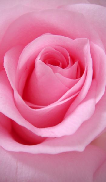 pink rose, rose, petals Wallpaper 600x1024
