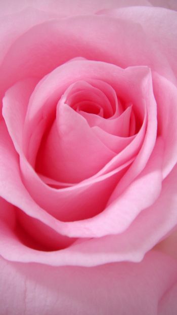 pink rose, rose, petals Wallpaper 1080x1920