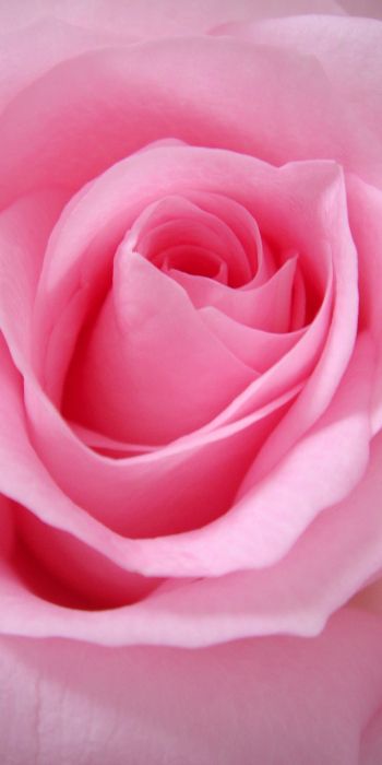 pink rose, rose, petals Wallpaper 720x1440