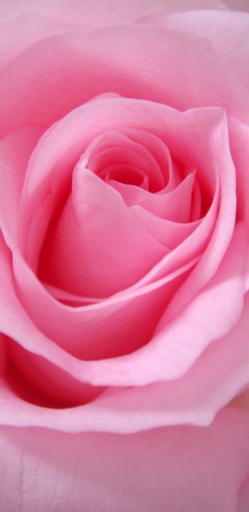 Обои 1080x2220 розовая роза, роза, лепестки