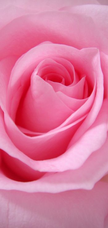 pink rose, rose, petals Wallpaper 1080x2280