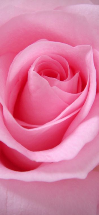 pink rose, rose, petals Wallpaper 1170x2532