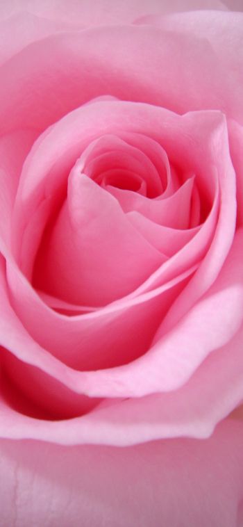 pink rose, rose, petals Wallpaper 1080x2340