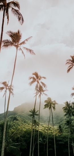 palm trees, tropics Wallpaper 1440x3040