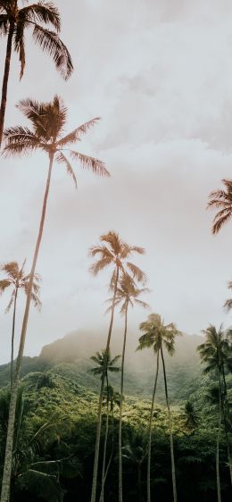 palm trees, tropics Wallpaper 1170x2532