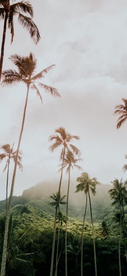 palm trees, tropics Wallpaper 1080x2340