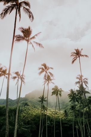 palm trees, tropics Wallpaper 3648x5472