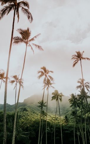 palm trees, tropics Wallpaper 1752x2800