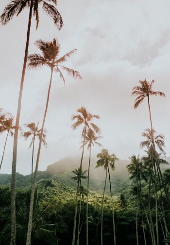 palm trees, tropics Wallpaper 1640x2360