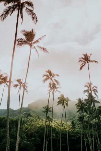 palm trees, tropics Wallpaper 640x960