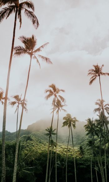 palm trees, tropics Wallpaper 1200x2000