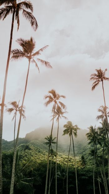 palm trees, tropics Wallpaper 640x1136