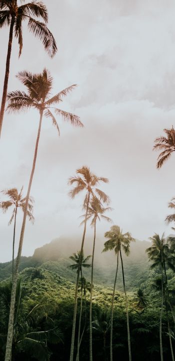palm trees, tropics Wallpaper 1080x2220