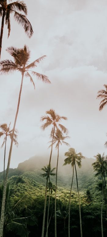 palm trees, tropics Wallpaper 720x1600