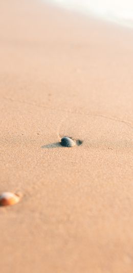 shell, sand Wallpaper 1080x2220