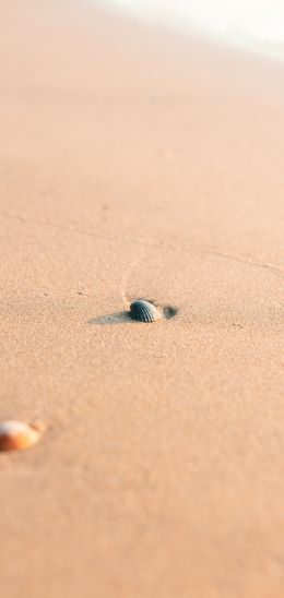 shell, sand Wallpaper 1080x2280