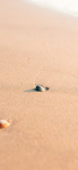 shell, sand Wallpaper 828x1792