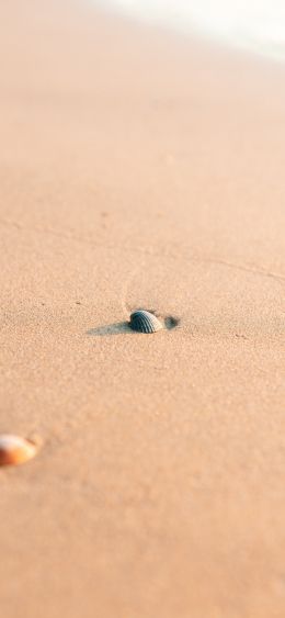 shell, sand Wallpaper 1080x2340