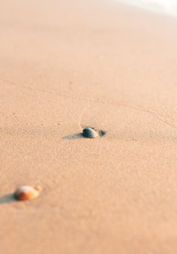 shell, sand Wallpaper 1668x2388