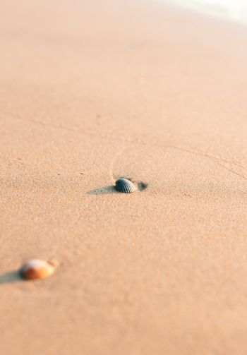 shell, sand Wallpaper 1640x2360