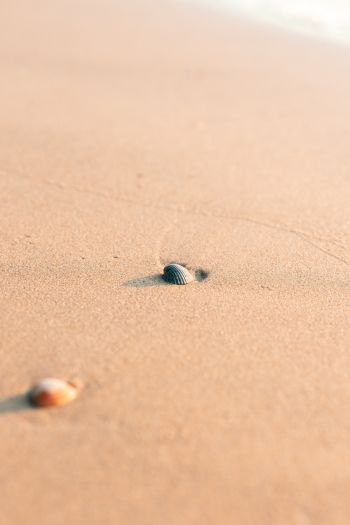 shell, sand Wallpaper 640x960