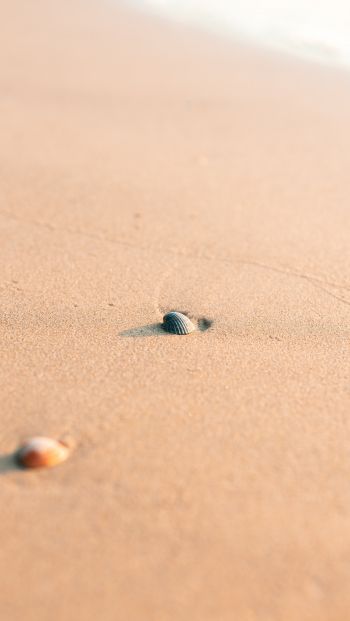 Обои 640x1136 ракушка, песок