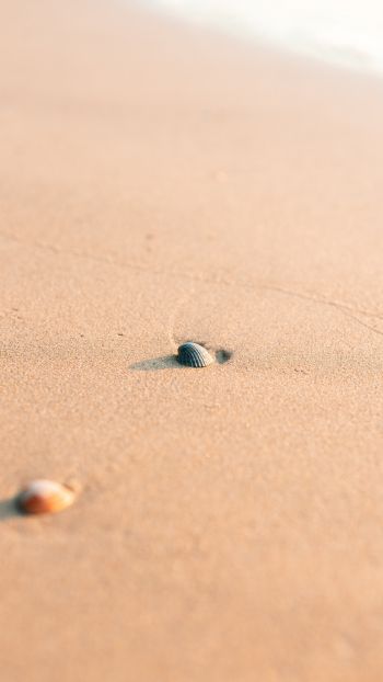 Обои 750x1334 ракушка, песок
