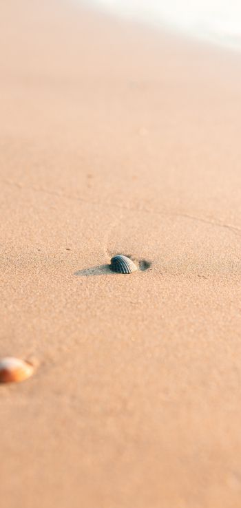 shell, sand Wallpaper 1080x2280