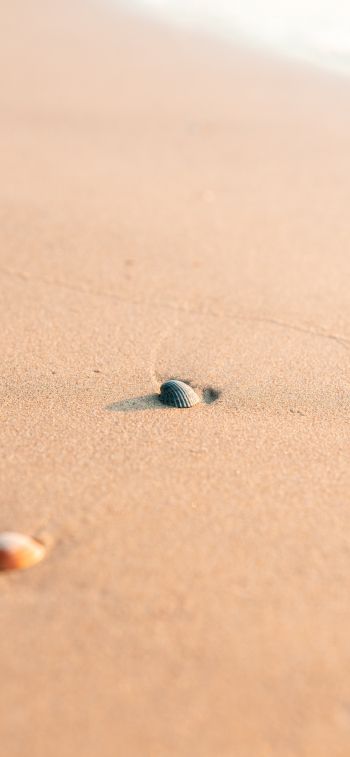 shell, sand Wallpaper 1125x2436