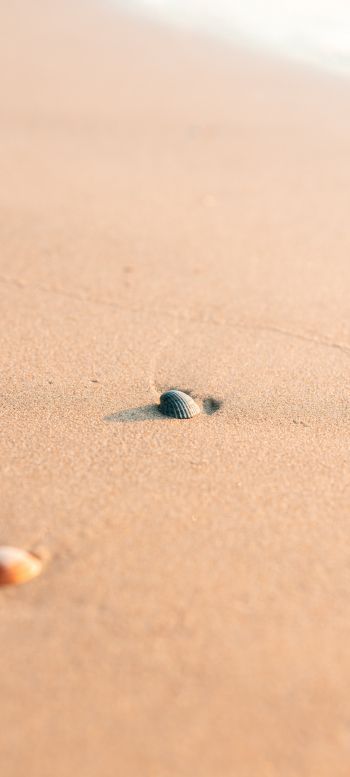 shell, sand Wallpaper 1080x2400