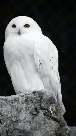 white owl, black background Wallpaper 640x1136