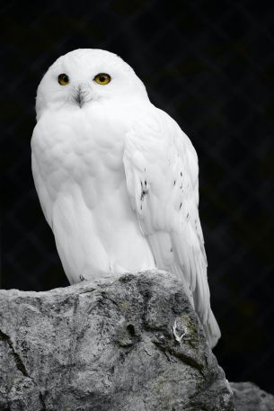 white owl, black background Wallpaper 4160x6240