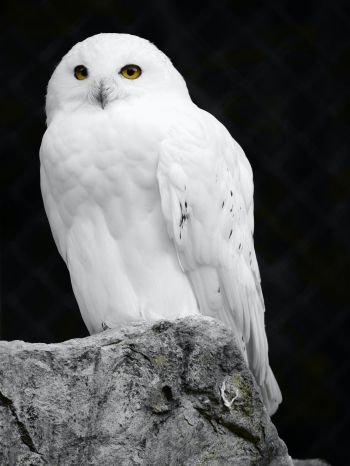 white owl, black background Wallpaper 1668x2224