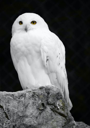 white owl, black background Wallpaper 1668x2388