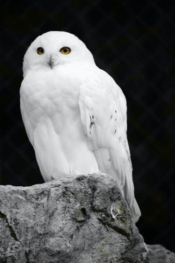 white owl, black background Wallpaper 640x960