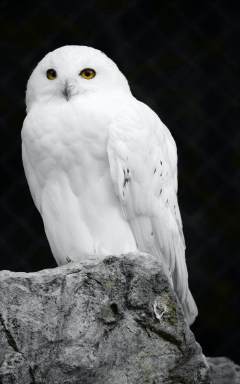 white owl, black background Wallpaper 1752x2800