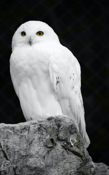 white owl, black background Wallpaper 1200x1920
