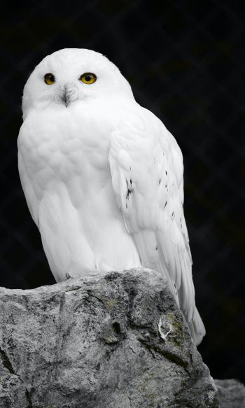 white owl, black background Wallpaper 1200x2000