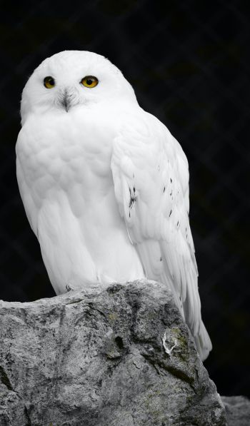 white owl, black background Wallpaper 600x1024