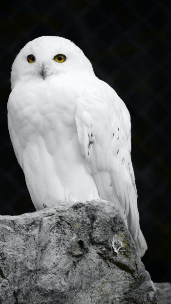Обои 750x1334 белая сова, черный фон
