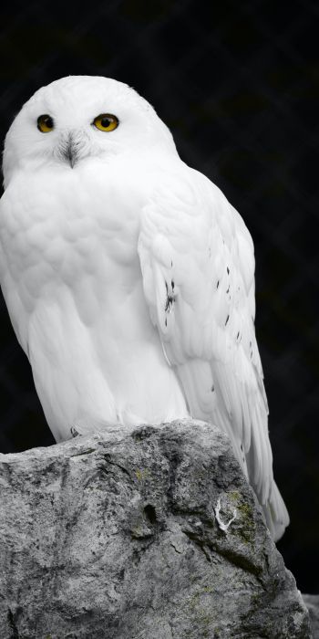 white owl, black background Wallpaper 720x1440
