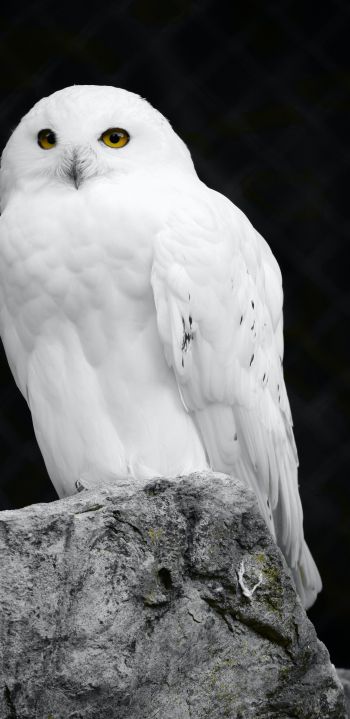 Обои 1440x2960 белая сова, черный фон