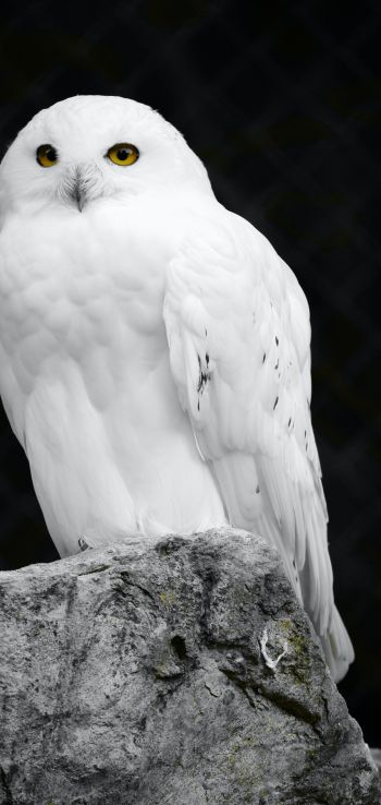 white owl, black background Wallpaper 720x1520