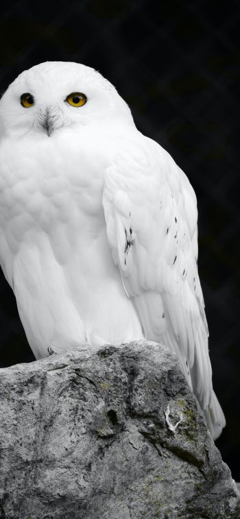 white owl, black background Wallpaper 1284x2778