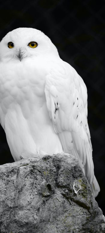 white owl, black background Wallpaper 1080x2400