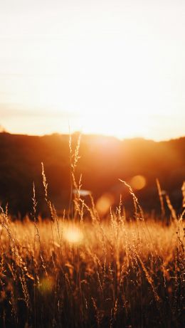 grass field, sunset Wallpaper 640x1136