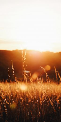 grass field, sunset Wallpaper 720x1440